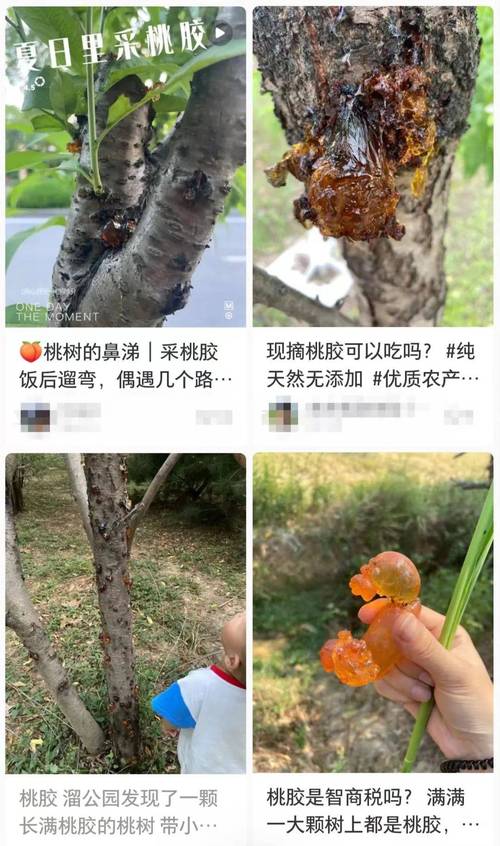 桃树上的桃胶可以吃吗？为什么桃树会长桃胶，桃木水果种植方法。 桃树上的桃胶可以吃吗？为什么桃树会长桃胶，桃木水果种植方法。 家禽养殖