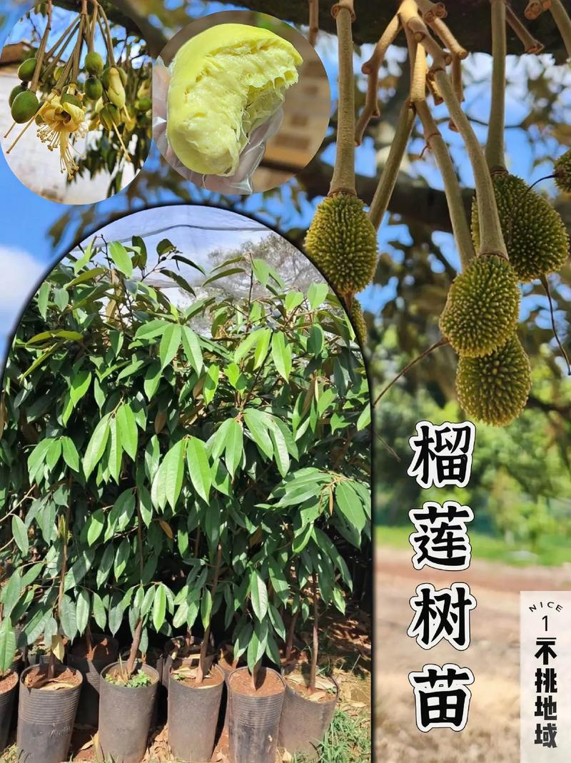 榴莲树在山东淄博能种吗，淄博种植水果的地方。 榴莲树在山东淄博能种吗，淄博种植水果的地方。 水果种植