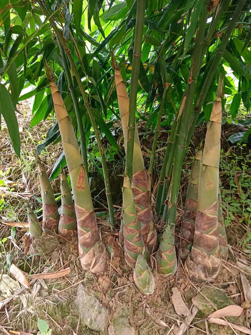 竹笋种植几年才有收入，广东水果竹笋种植户有多少。 竹笋种植几年才有收入，广东水果竹笋种植户有多少。 蔬菜种植