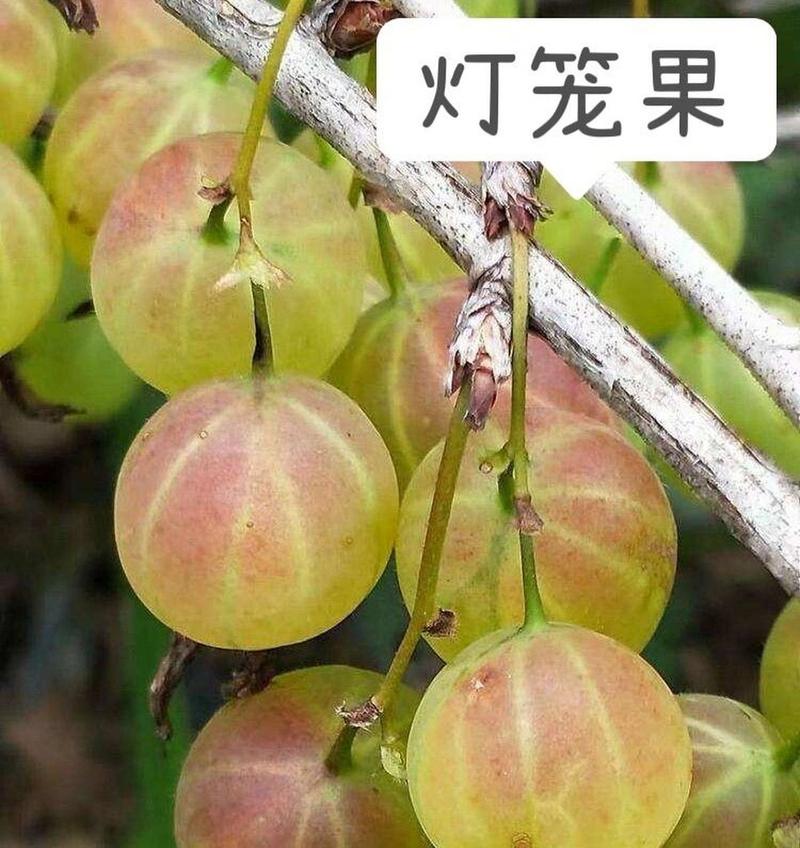 我国三大原产水果，原生特色水果种植方法。 我国三大原产水果，原生特色水果种植方法。 土壤施肥