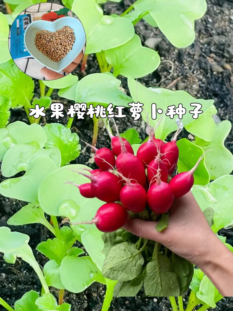 萝卜春季什么时候种植，水果萝卜春天种植可以吗。 萝卜春季什么时候种植，水果萝卜春天种植可以吗。 土壤施肥