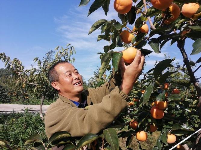 陕西特产水果有哪些，宝鸡种植水果基地。 陕西特产水果有哪些，宝鸡种植水果基地。 水果种植