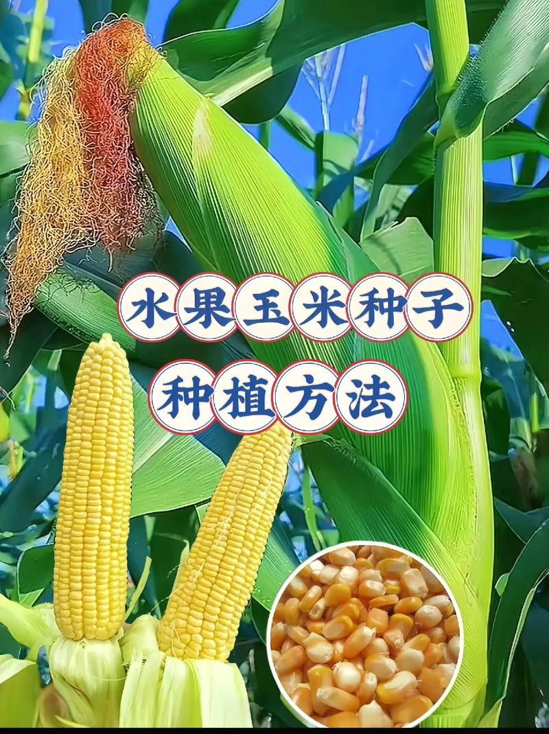 水果 玉米最迟什么时候种陕西关中地区，西安水果种植基地。 水果 玉米最迟什么时候种陕西关中地区，西安水果种植基地。 土壤施肥