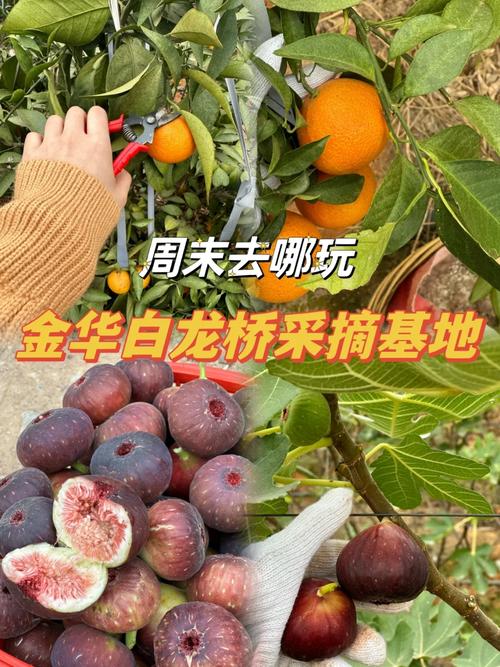 采摘园水果种植品种，水果种植品种选用表格。 采摘园水果种植品种，水果种植品种选用表格。 水果种植