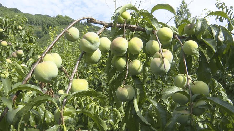 今年的蔬菜、辣椒行情怎么样，洮南冷库水果种植基地在哪里。 今年的蔬菜、辣椒行情怎么样，洮南冷库水果种植基地在哪里。 水果种植