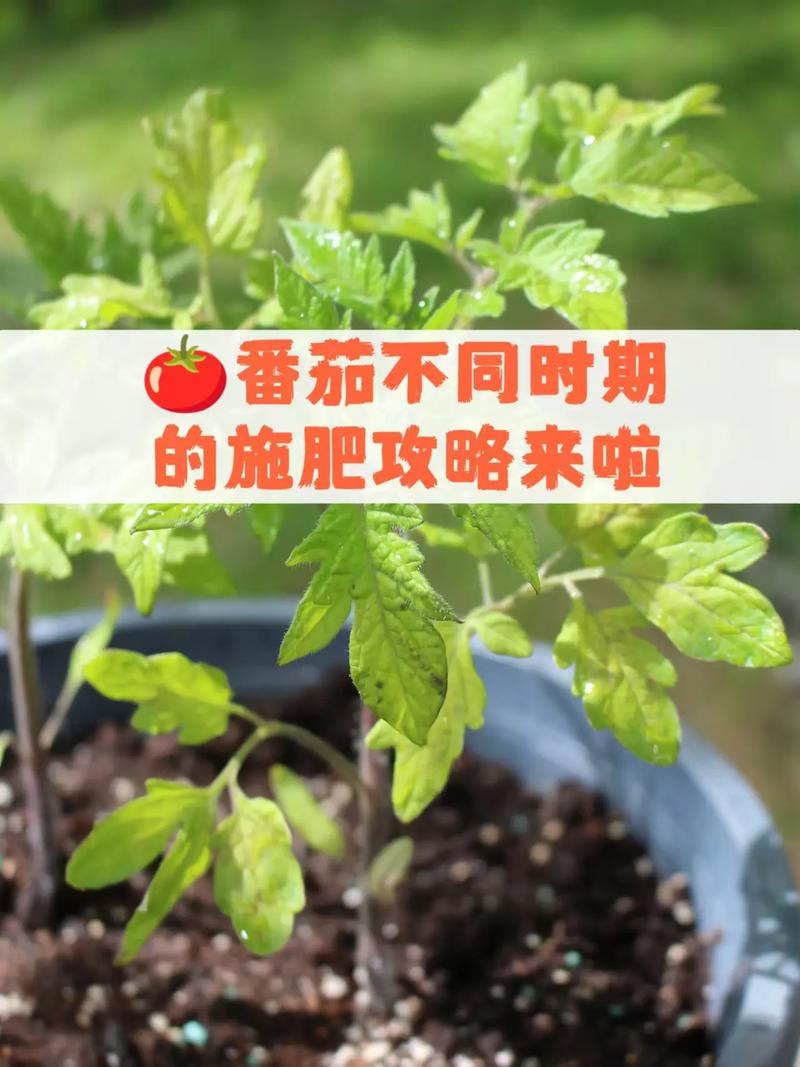 陕西冬季种什么蔬菜比较适合，陕西水果西红柿种植时间表。 陕西冬季种什么蔬菜比较适合，陕西水果西红柿种植时间表。 水果种植