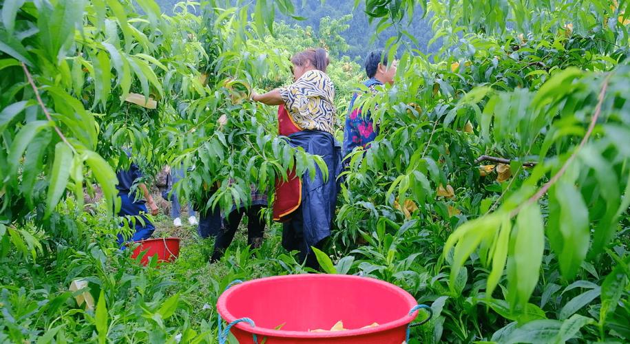 成都周边哪里有水果种植基地，成都双流区水果种植基地。 成都周边哪里有水果种植基地，成都双流区水果种植基地。 土壤施肥