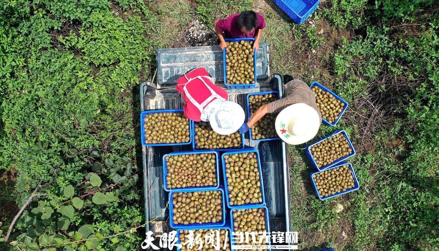 安龙县哪里农贸市场最大，兴义安龙水果种植基地电话。 安龙县哪里农贸市场最大，兴义安龙水果种植基地电话。 蔬菜种植