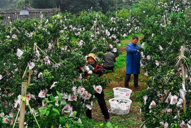 西北地区有哪些特色产品，乾县水果橘子种植基地在哪里。 西北地区有哪些特色产品，乾县水果橘子种植基地在哪里。 水果种植