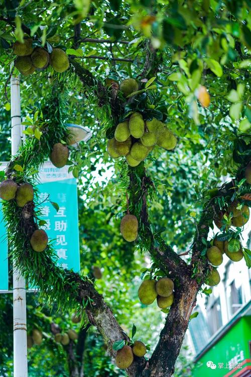 芒市必买特产水果，芒市种植着哪些水果品种。 芒市必买特产水果，芒市种植着哪些水果品种。 畜牧养殖