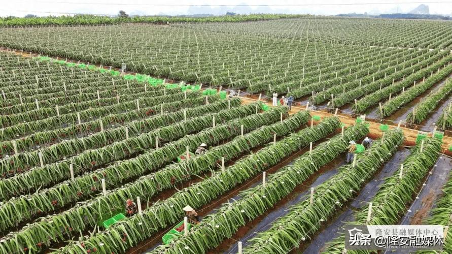 广东省惠州市的火龙果基地在哪里，安顺冬季水果种植基地在哪里。 广东省惠州市的火龙果基地在哪里，安顺冬季水果种植基地在哪里。 土壤施肥