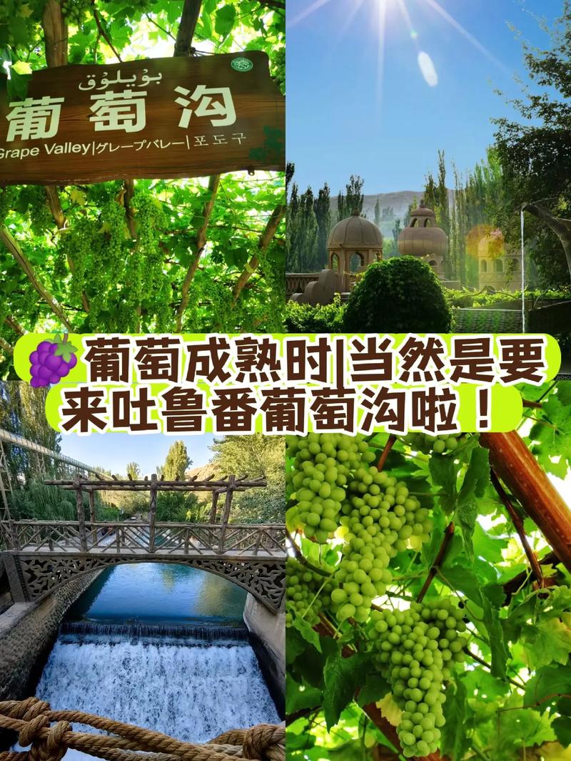 吐鲁番的水果有哪儿些，吐鲁番水果种植基地在哪里。 吐鲁番的水果有哪儿些，吐鲁番水果种植基地在哪里。 畜牧养殖