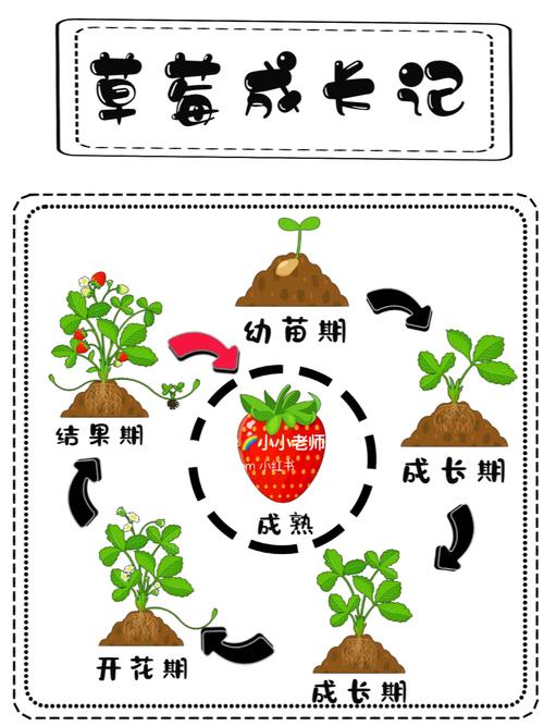 水果种子催芽方法，发芽的水果怎么种植视频。 水果种子催芽方法，发芽的水果怎么种植视频。 畜牧养殖