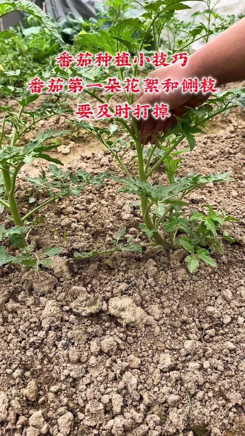 红贵妃水果番茄种植方法，水果种植女孩视频。 红贵妃水果番茄种植方法，水果种植女孩视频。 蔬菜种植