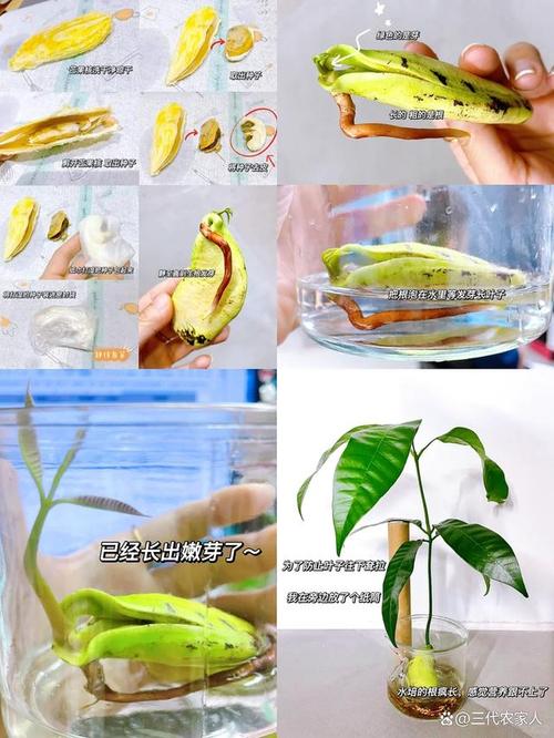 都有什么平时吃的水果的核可以种植发芽，水果核怎么种植方法。 都有什么平时吃的水果的核可以种植发芽，水果核怎么种植方法。 土壤施肥