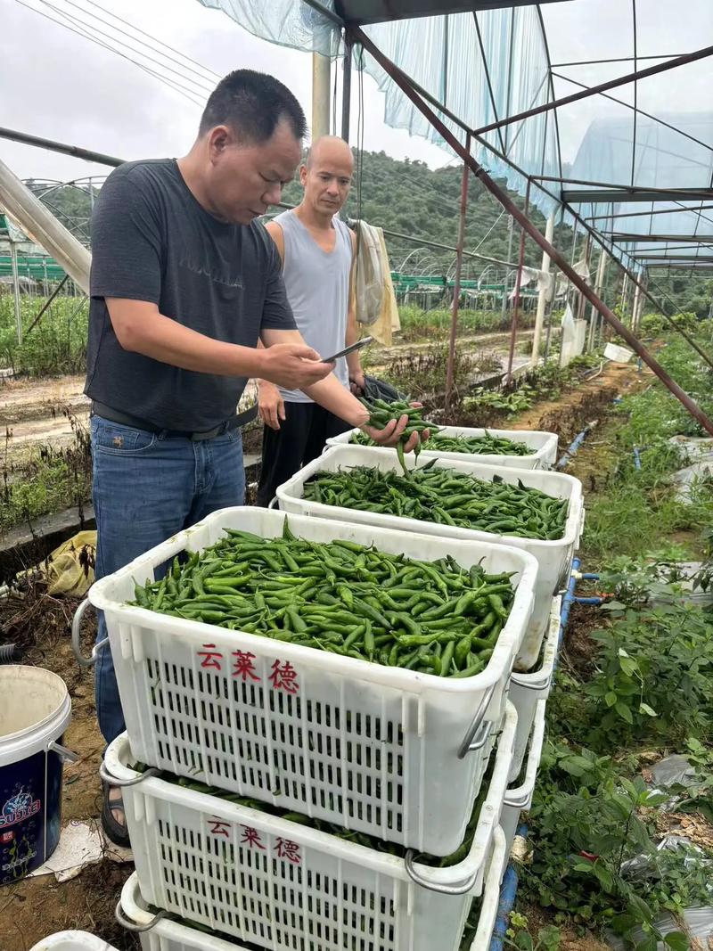 大连青椒育苗时间，大连水果辣椒种植基地在哪里。 大连青椒育苗时间，大连水果辣椒种植基地在哪里。 水果种植