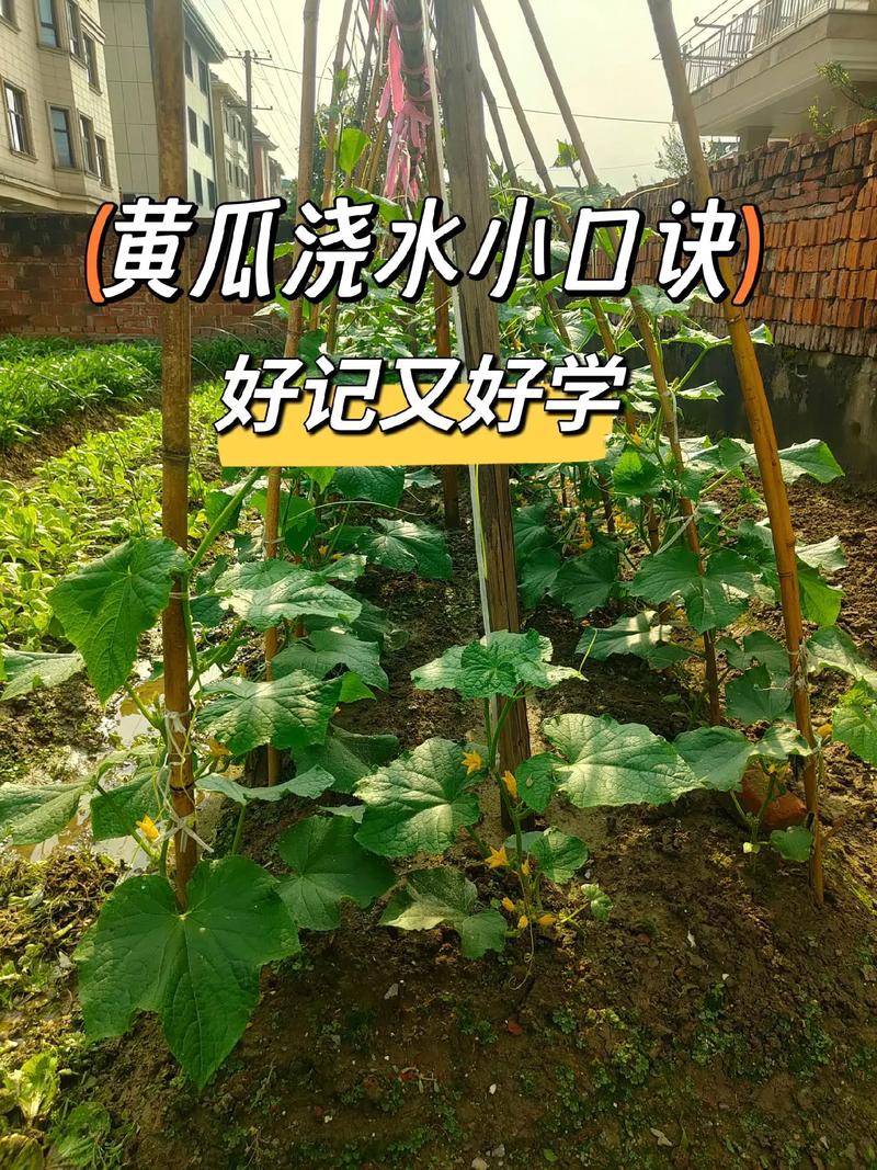 荷兰水果黄瓜露天种植技术，水果露天种植方法。 荷兰水果黄瓜露天种植技术，水果露天种植方法。 水果种植