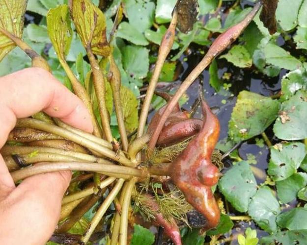 什么植物适合在水田种植，水田种植的水果有哪些。 什么植物适合在水田种植，水田种植的水果有哪些。 蔬菜种植