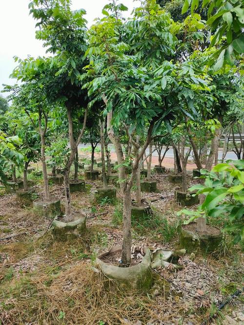 太原市气候适合种植什么中药材和水果树，太原龙眼水果种植基地在哪里。 太原市气候适合种植什么中药材和水果树，太原龙眼水果种植基地在哪里。 蔬菜种植