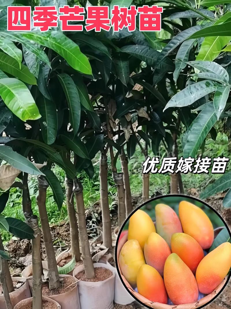 芒果怎么种才能又大又甜，水果种植如何增甜视频。 芒果怎么种才能又大又甜，水果种植如何增甜视频。 家禽养殖