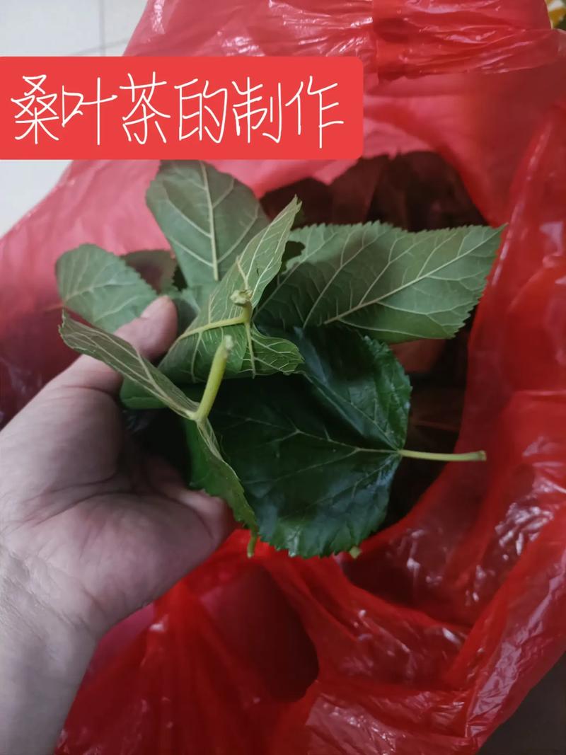 茶叶杀青原理，杰哥水果种植视频。 茶叶杀青原理，杰哥水果种植视频。 土壤施肥