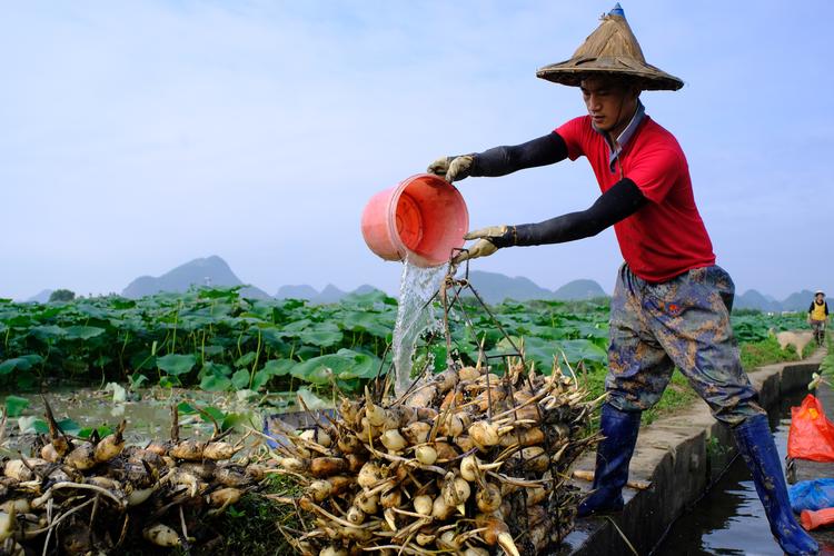 湖北黄冈的巴河莲藕为什么出名，黄冈水果种植基地在哪里。 湖北黄冈的巴河莲藕为什么出名，黄冈水果种植基地在哪里。 土壤施肥