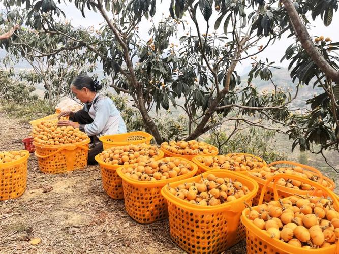 返乡创业，承包土地30多亩地种植樱桃、枇杷、蜂糖李、桃子、八月瓜、无花果，有前途吗，水果种植农庄名字大全。 返乡创业，承包土地30多亩地种植樱桃、枇杷、蜂糖李、桃子、八月瓜、无花果，有前途吗，水果种植农庄名字大全。 畜牧养殖