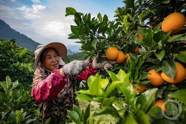 在农村，怎样种水果或养殖能挣到钱，农家人种植水果的好处。 在农村，怎样种水果或养殖能挣到钱，农家人种植水果的好处。 家禽养殖