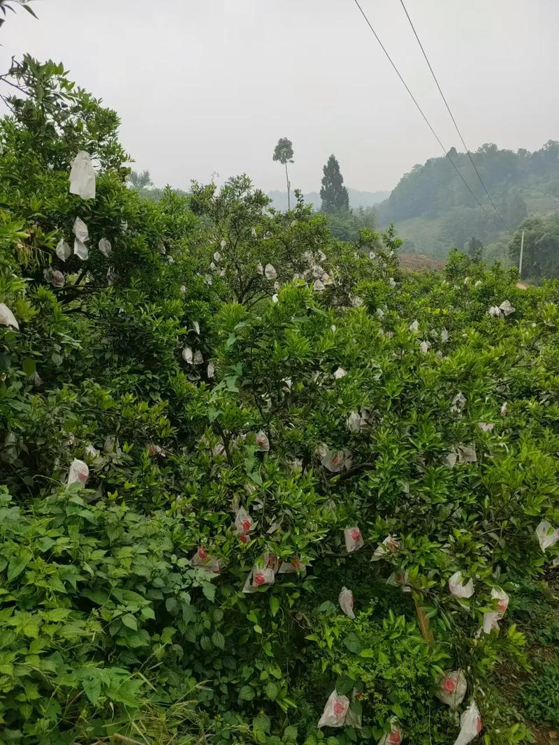 四川水果种植排行榜，哪里有水果种植的地方。 四川水果种植排行榜，哪里有水果种植的地方。 蔬菜种植