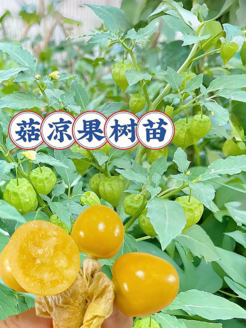 东北菇娘含铅量高吗，黄姑娘种植水果图片大全。 东北菇娘含铅量高吗，黄姑娘种植水果图片大全。 蔬菜种植