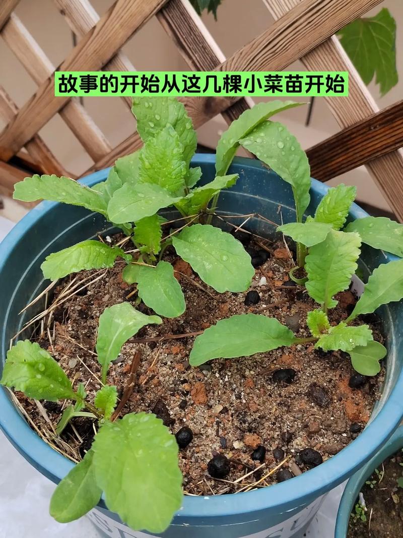 凤梨萝卜的种植方法和注意事项，水果凤梨萝卜种植过程视频。 凤梨萝卜的种植方法和注意事项，水果凤梨萝卜种植过程视频。 蔬菜种植