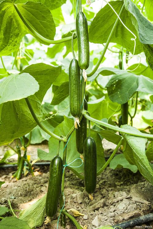 广东黄瓜种植时间，广东水果青瓜种植基地在哪里。 广东黄瓜种植时间，广东水果青瓜种植基地在哪里。 家禽养殖