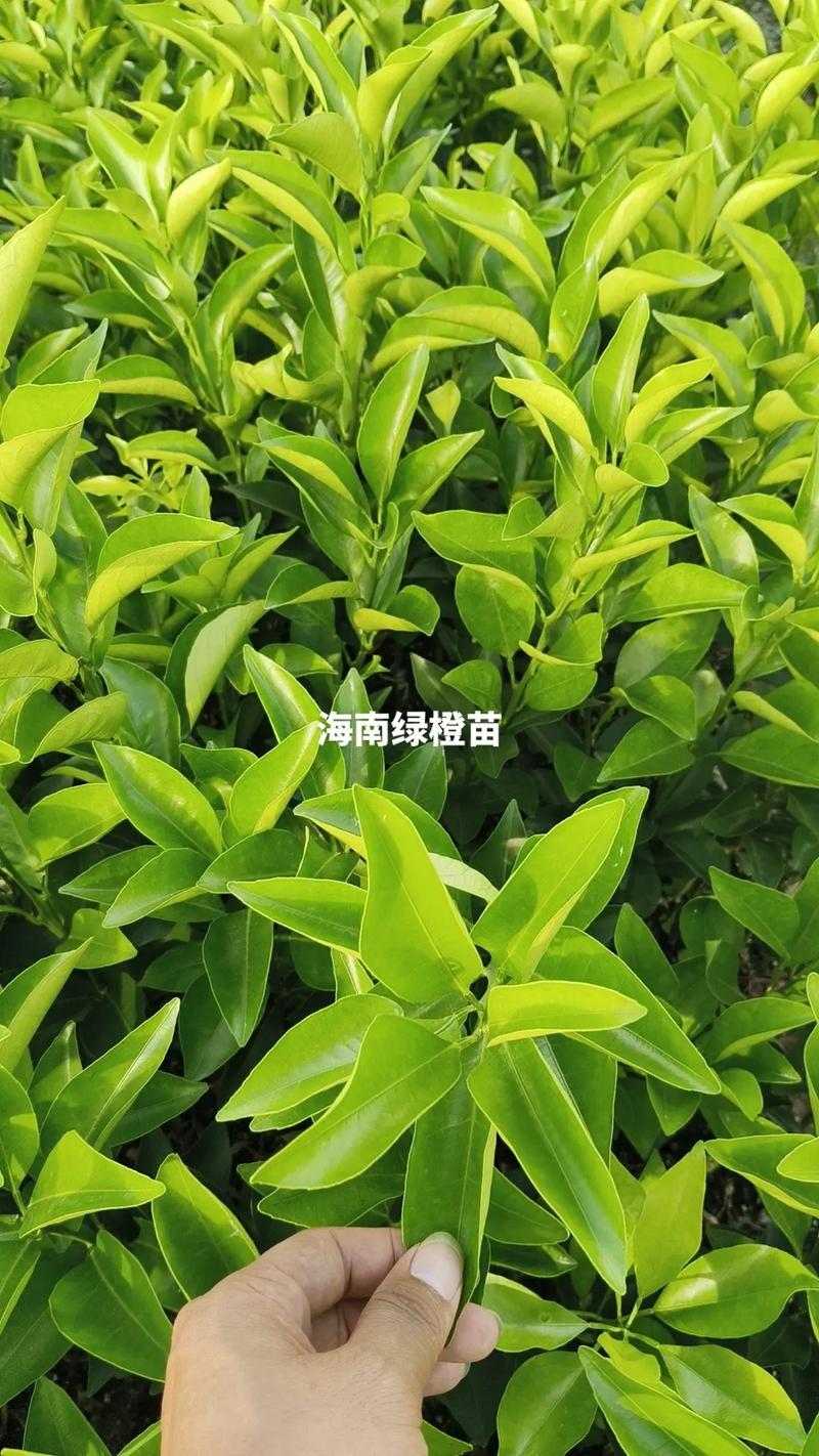 广西钦州能否种植红心橙，钦州适合种植什么水果树。 广西钦州能否种植红心橙，钦州适合种植什么水果树。 蔬菜种植