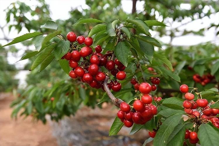 北方果蔬立柱形大樱桃栽培技术，矮化水果种植产品介绍怎么写。 北方果蔬立柱形大樱桃栽培技术，矮化水果种植产品介绍怎么写。 土壤施肥