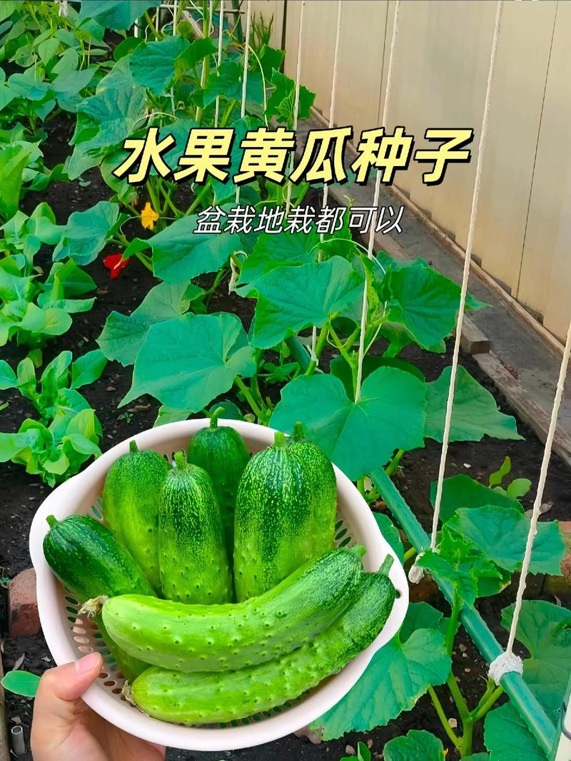 水果黄瓜种植，水果黄瓜种植工具图片大全。 水果黄瓜种植，水果黄瓜种植工具图片大全。 水果种植