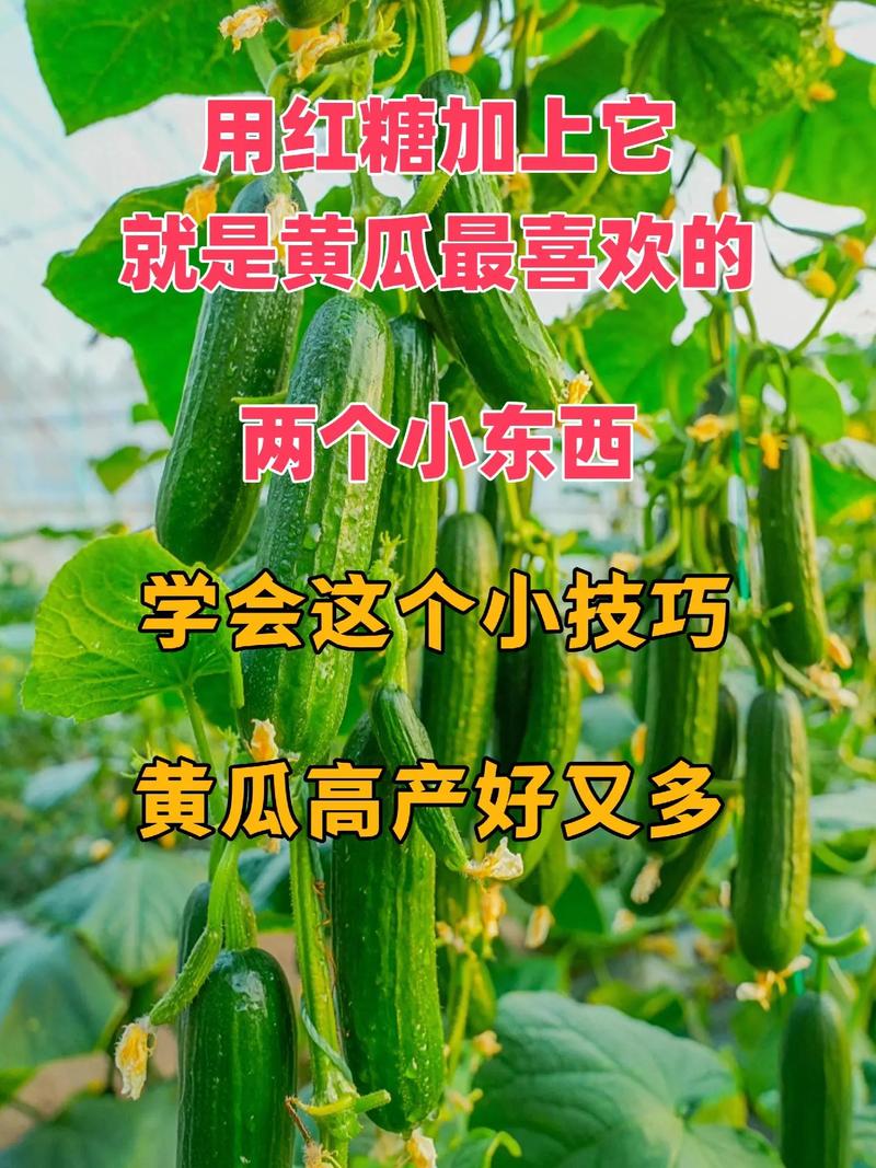 黄瓜怎么种才会高产，怎样种植水果黄瓜高产呢。 黄瓜怎么种才会高产，怎样种植水果黄瓜高产呢。 畜牧养殖