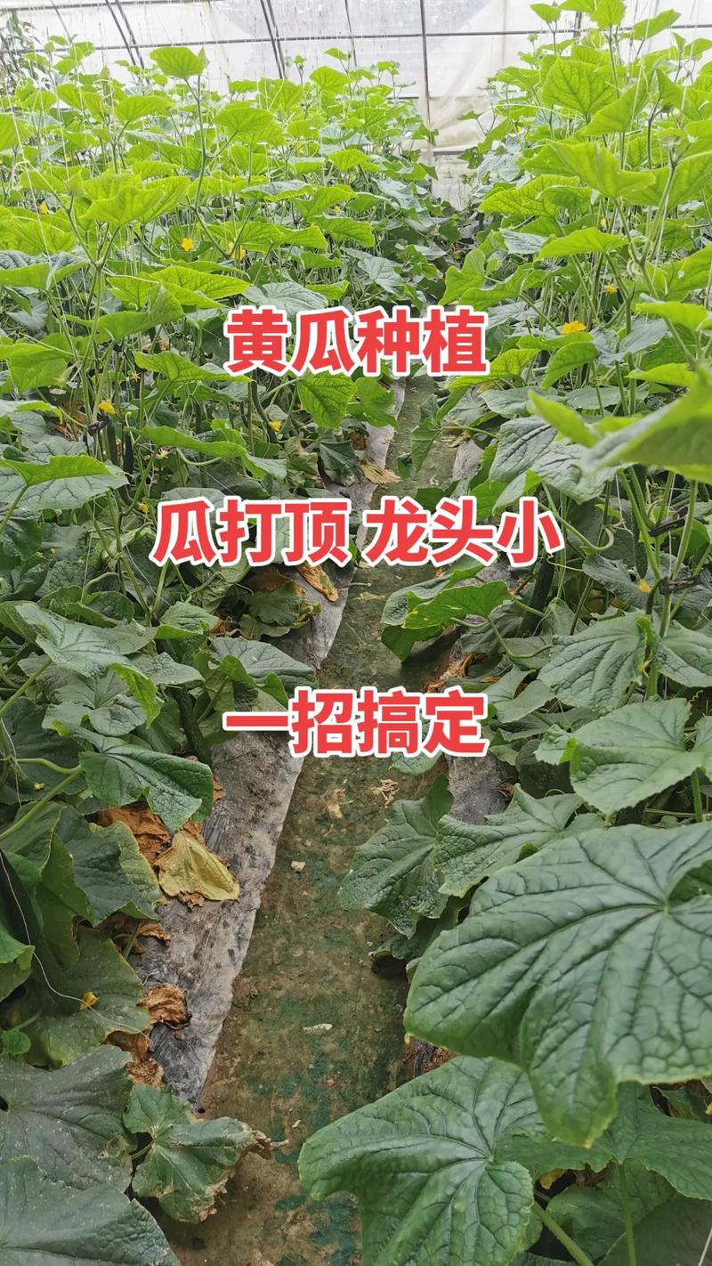 盆栽黄瓜怎么整枝多高打顶，水果青瓜种植整枝技术视频。 盆栽黄瓜怎么整枝多高打顶，水果青瓜种植整枝技术视频。 水果种植