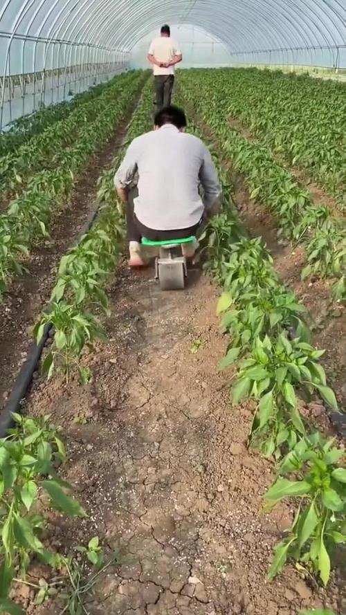 江苏常州可以种植芒果吗，江苏大棚蔬菜基地。 江苏常州可以种植芒果吗，江苏大棚蔬菜基地。 水果种植