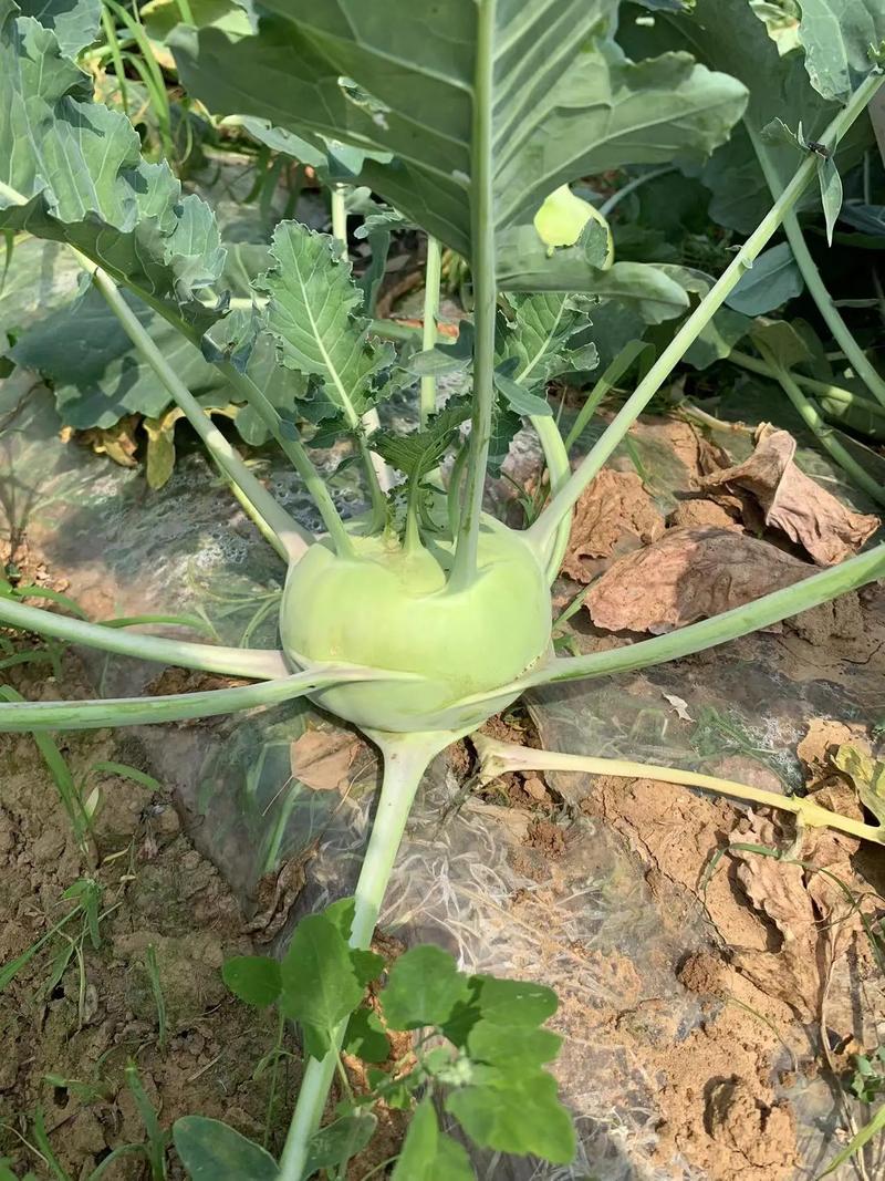 苤蓝怎样种植，水果苤蓝的栽培技术。 苤蓝怎样种植，水果苤蓝的栽培技术。 家禽养殖