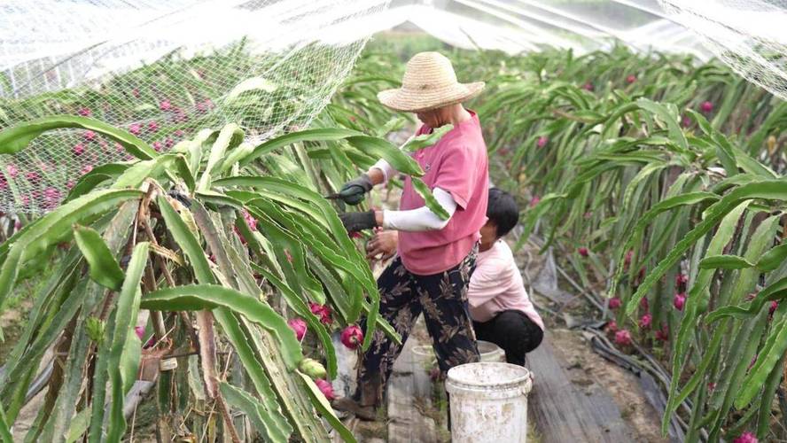 农民怎么才能在耕地上种水果，种植水果小技巧水果有哪些。 农民怎么才能在耕地上种水果，种植水果小技巧水果有哪些。 家禽养殖