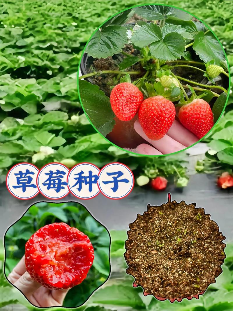 红雀吃什么，榆树水果草莓种植基地在哪里。 红雀吃什么，榆树水果草莓种植基地在哪里。 家禽养殖