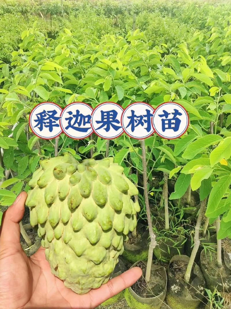 释迦水果仔什么季节可以种植吗，凭祥水果荔枝种植基地在哪里。 释迦水果仔什么季节可以种植吗，凭祥水果荔枝种植基地在哪里。 蔬菜种植