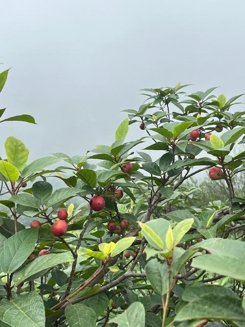 黔东南有什么水果，天柱适合种植什么水果树。 黔东南有什么水果，天柱适合种植什么水果树。 蔬菜种植