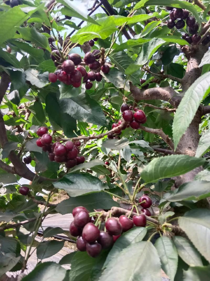 樱桃的果实类型，安丘种植什么水果多一点。 樱桃的果实类型，安丘种植什么水果多一点。 水果种植