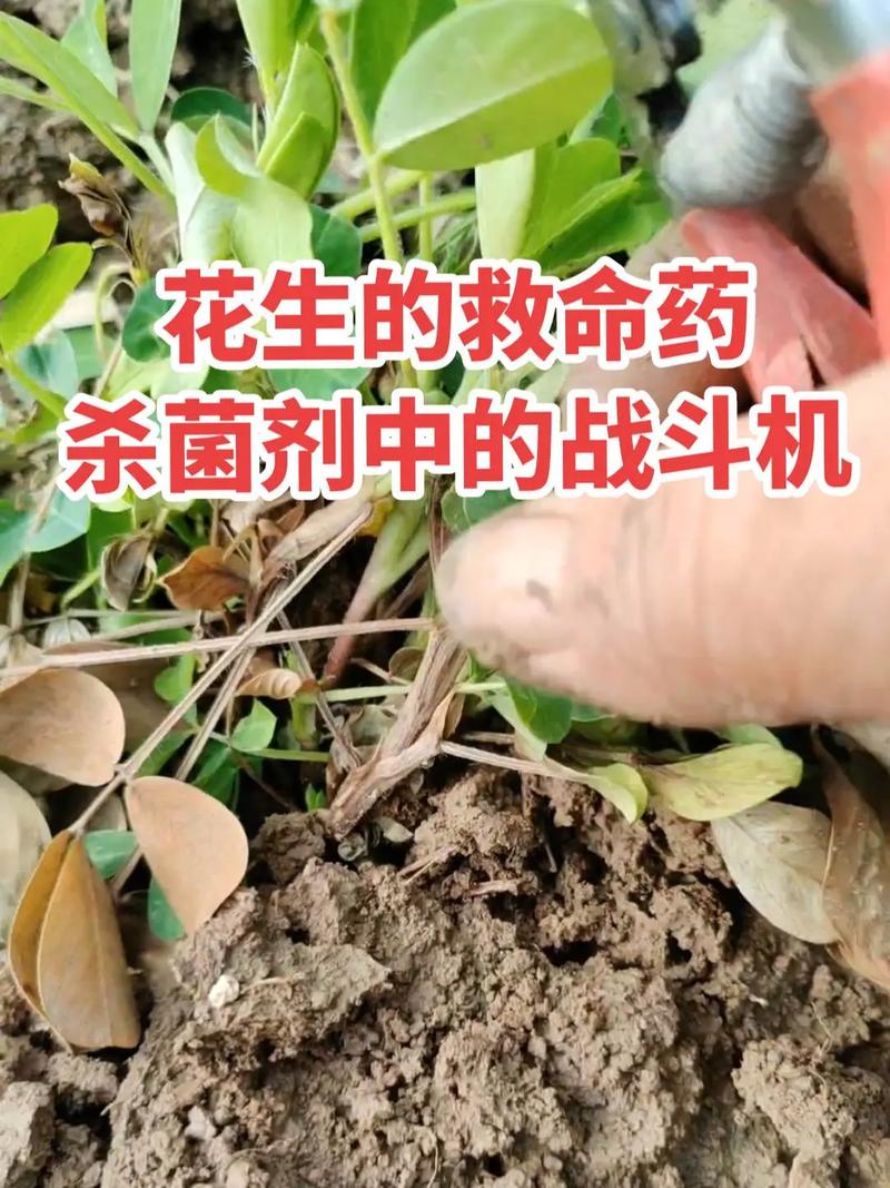 地里种植的花生尽是些虫咬眼，霉花生壳，是什么原因呀，明年种植花生如何避免这情况，老哥种植水果文案。 地里种植的花生尽是些虫咬眼，霉花生壳，是什么原因呀，明年种植花生如何避免这情况，老哥种植水果文案。 蔬菜种植