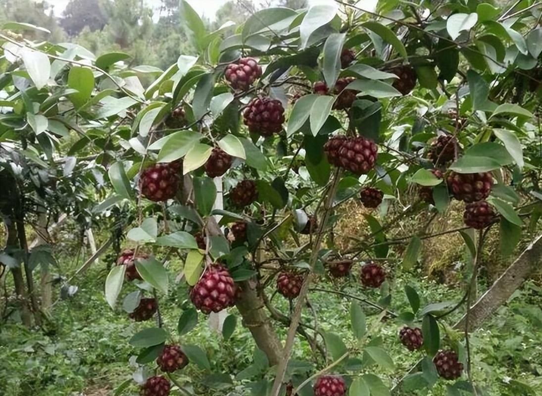 大山里能种什么呢？想去种植，不知道种什么赚钱，种植水果入门图片大全集。 大山里能种什么呢？想去种植，不知道种什么赚钱，种植水果入门图片大全集。 蔬菜种植