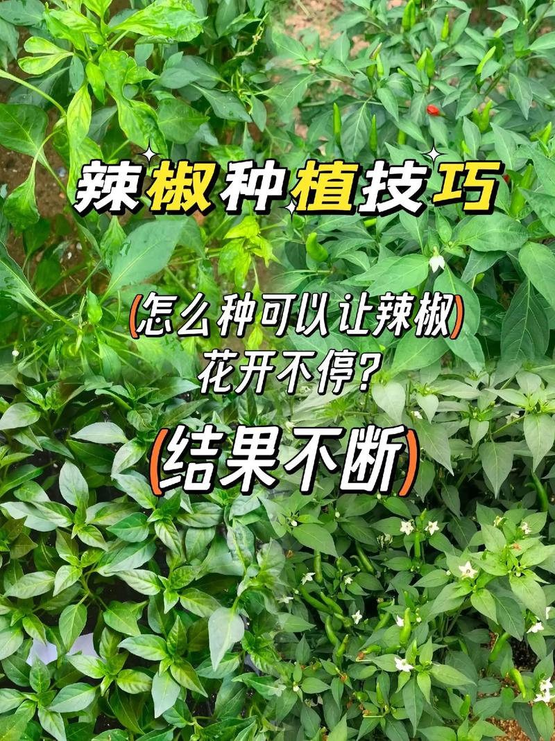 果椒是什么植物，水果甜椒种植方法。 果椒是什么植物，水果甜椒种植方法。 水果种植