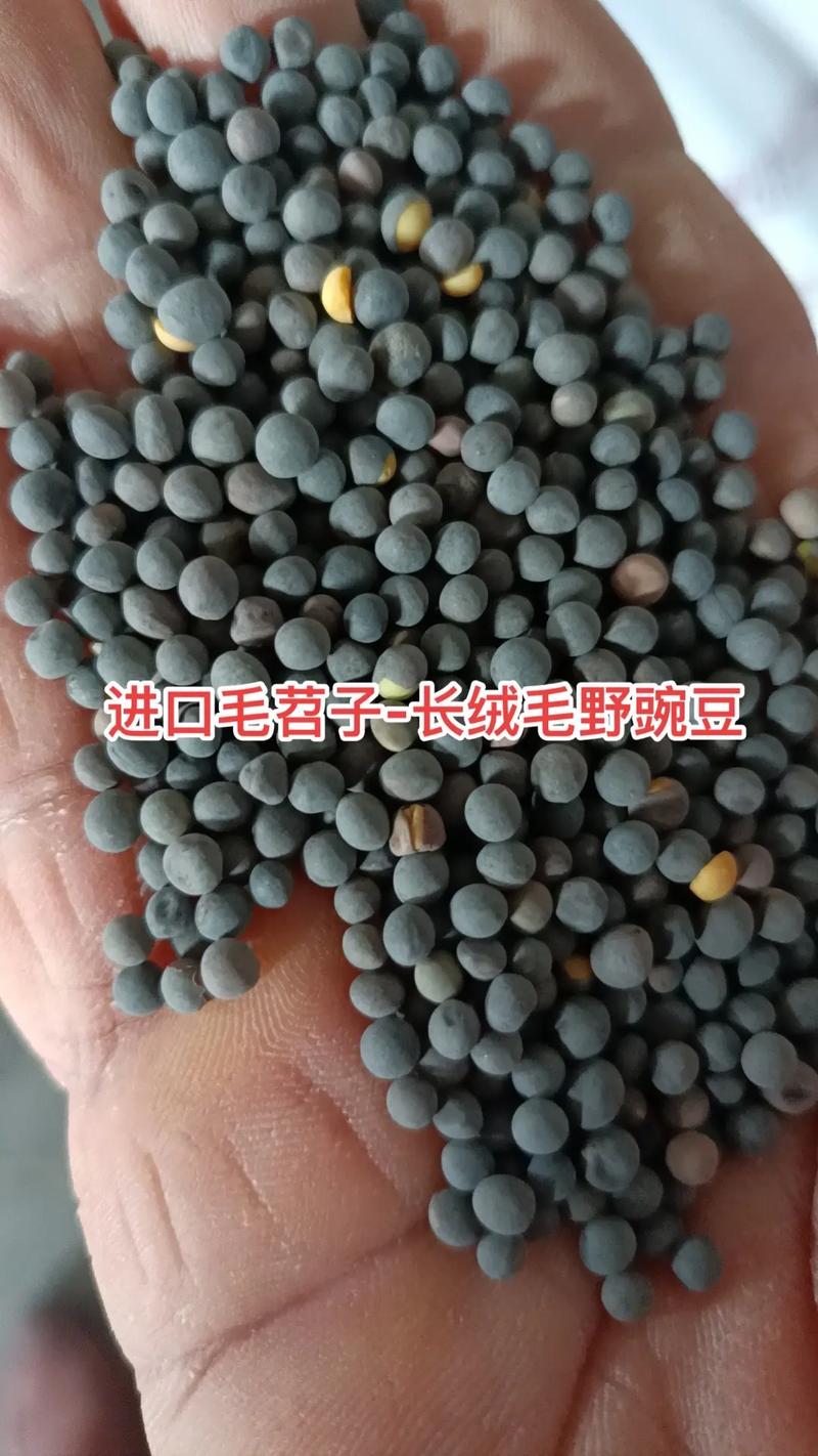 长绒毛野豌豆种植技术，水果豌豆高产种植时间表。 长绒毛野豌豆种植技术，水果豌豆高产种植时间表。 家禽养殖