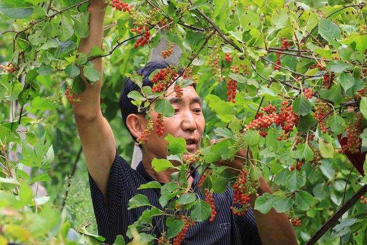 谁知道在林下种植什么品种效益最高呢，种植什么水果效益高又好。 谁知道在林下种植什么品种效益最高呢，种植什么水果效益高又好。 水果种植