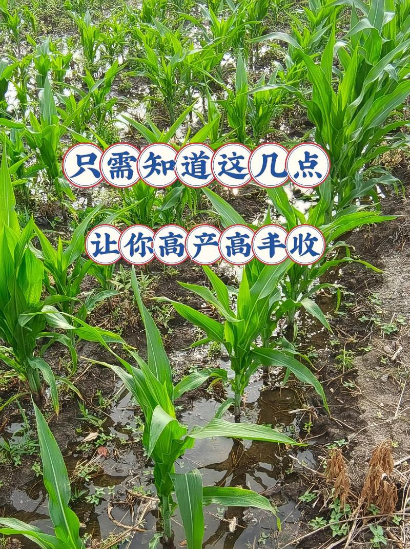 北方地区种植水果玉米最早几月份开始种植？水果玉米怎么管理，北方水果种植新品种及前景。 北方地区种植水果玉米最早几月份开始种植？水果玉米怎么管理，北方水果种植新品种及前景。 水果种植